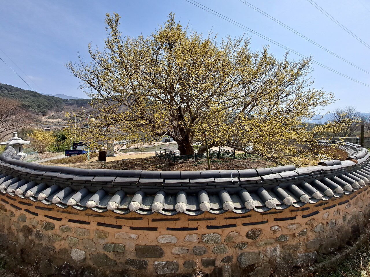 한국 산수유 1