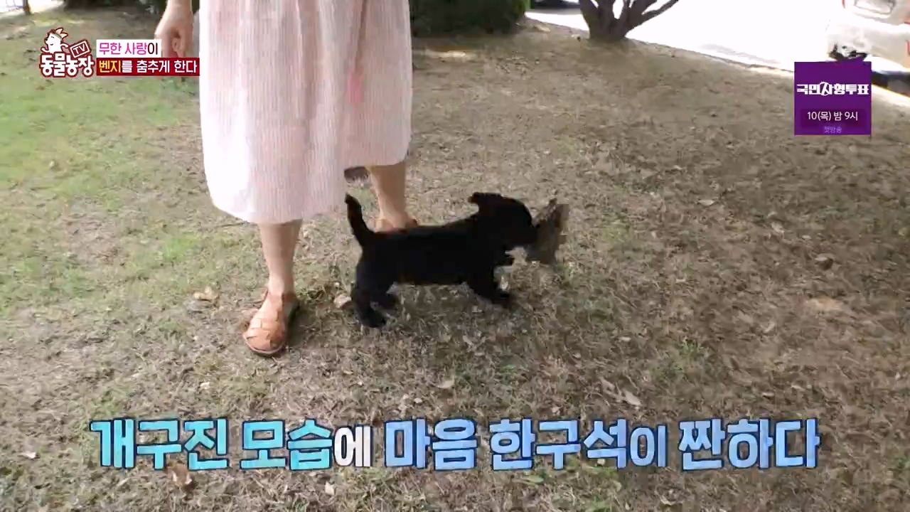 TV 동물농장.E1131.230731p-NEXT.mp4_20230730_190950.322.jpg