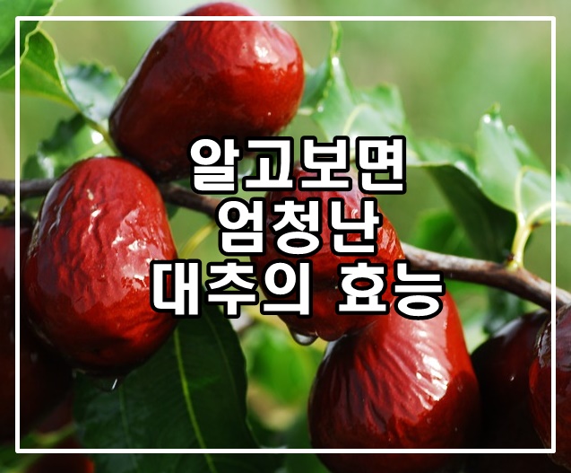  알고보면 엄청난 대추의 효능