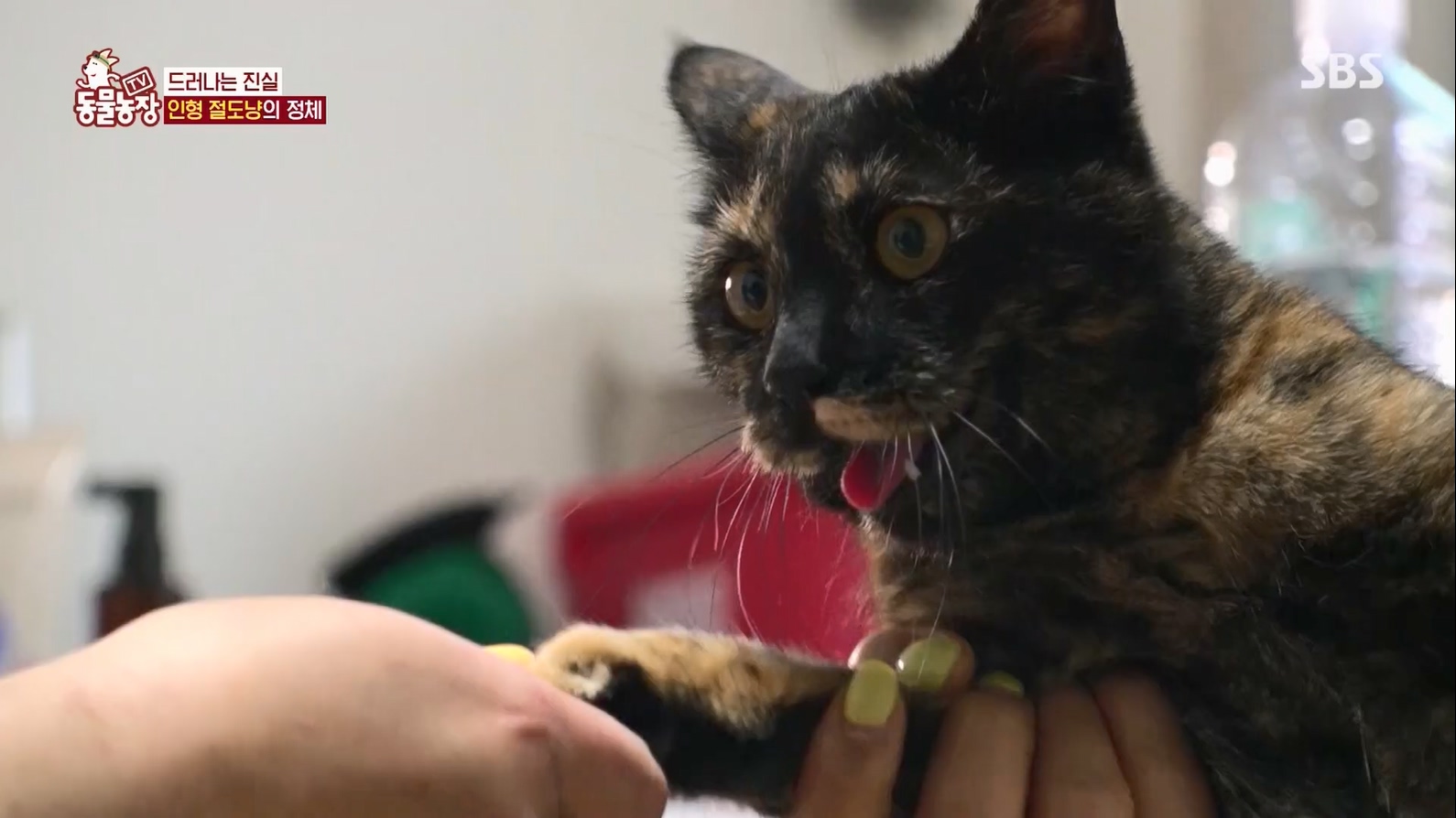 TV 동물농장.E1127.230702p.H264-F1RST.mp4_20230704_212706.756.jpg