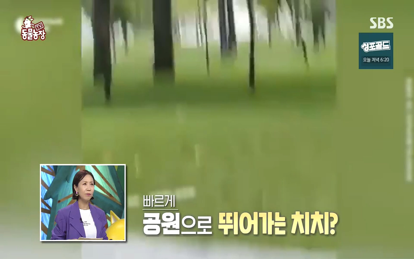 TV 동물농장.E1089.221002p.H264-F1RST.mp4_20221002_181922.021.jpg