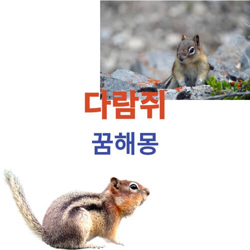 다람쥐-꿈-해몽-풀이-종류