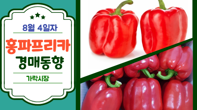  [경매사 일일보고] 8월 4일자 가락시장 홍파프리카 경매동향을 살펴보겠습니다!