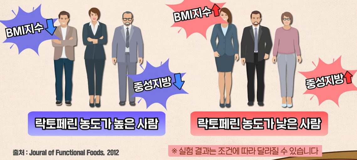 락토페린 효능