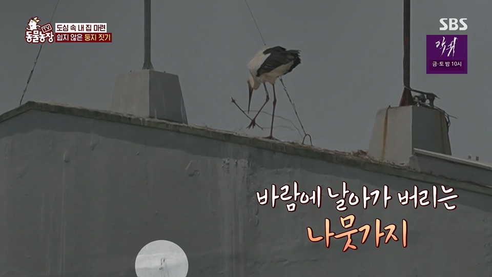 TV 동물농장.E1126.230625p.H264-F1RST.mp4_20230626_204307.440.jpg