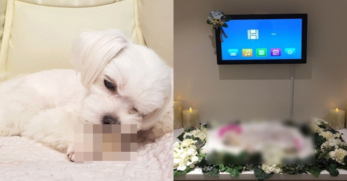  '죽음을 부르는 간식'..절대 먹여서는 안되는 강아지 간식의 정체