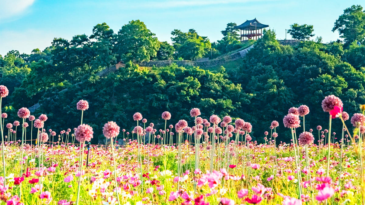 공주 미르섬