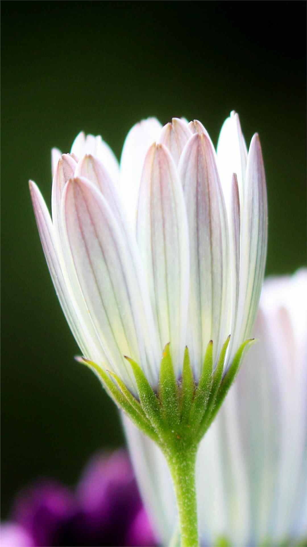 Chrysanthemum Flower iPhone Wallpaper