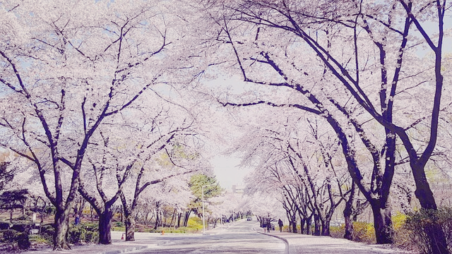고창 벚꽃축제
