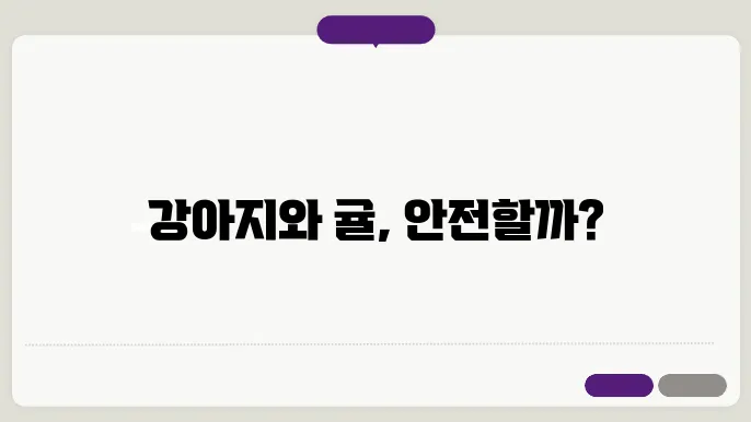 강아지가 귤을 먹어도 되나요? 건강을 위한 감귤류의 진실 공개