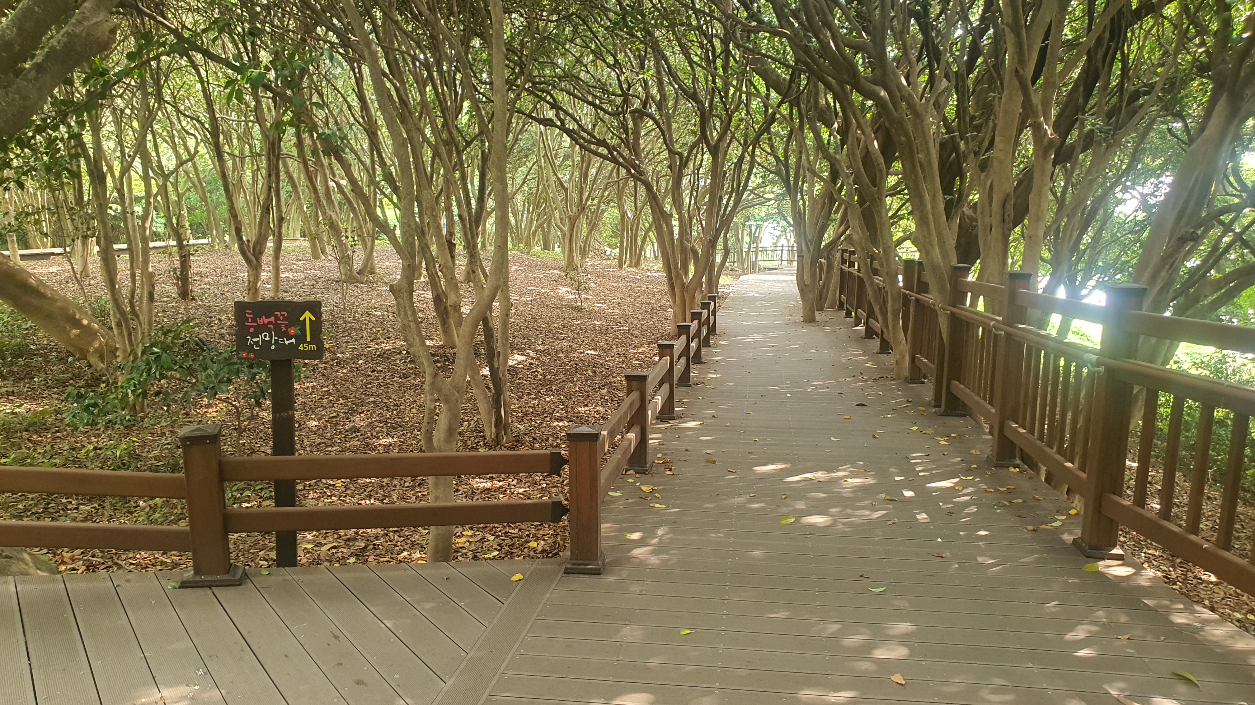 동백섬으로 유명한 여수 오동도