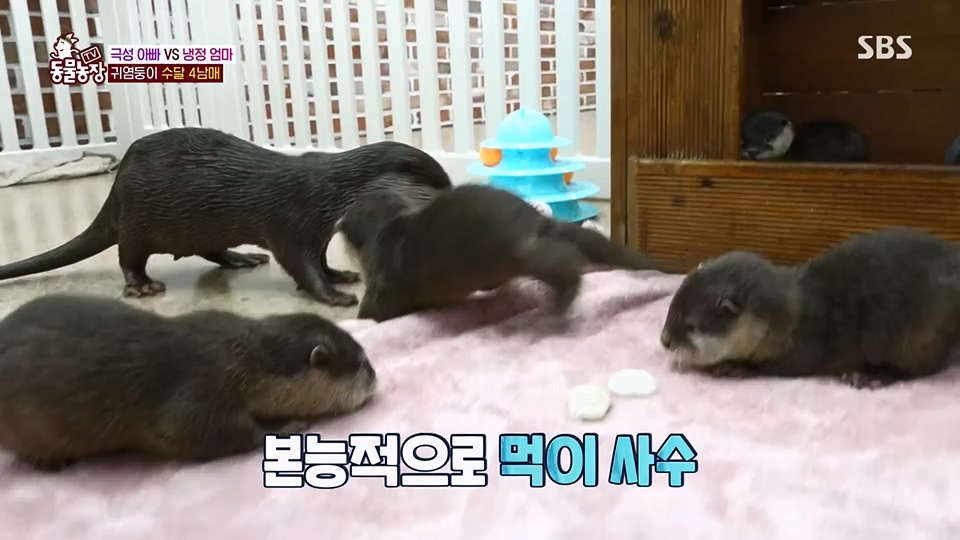 TV 동물농장.E1128.230709p.H264-F1RST.mp4_20230709_183613.868.jpg