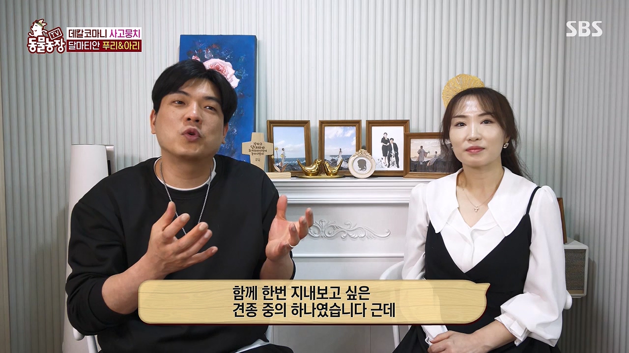 TV 동물농장.E1175.240610p-NEXT.mp4_20240609_160228.142.jpg