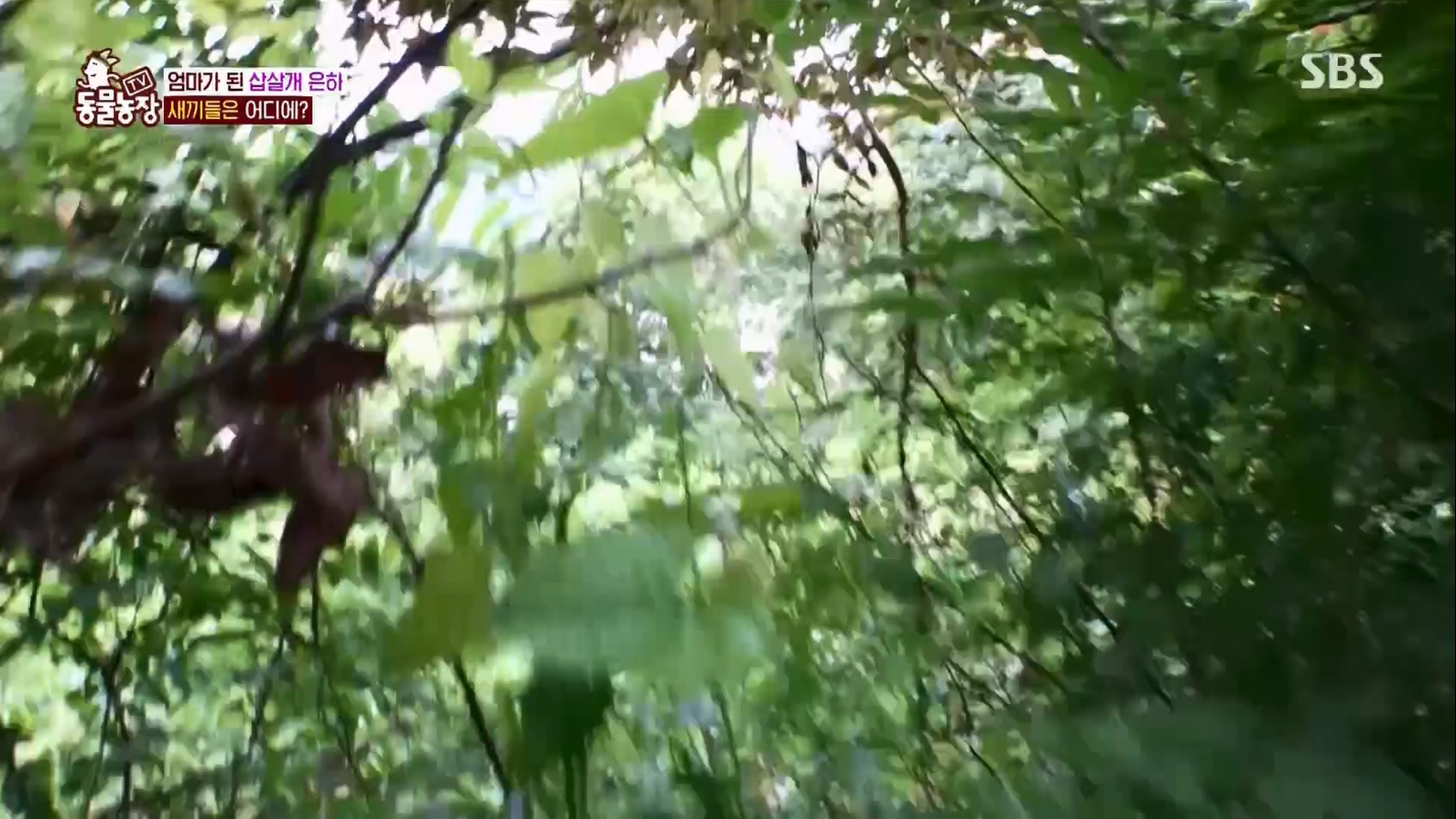 TV 동물농장.E1127.230702p.H264-F1RST.mp4_20230704_212709.869.jpg