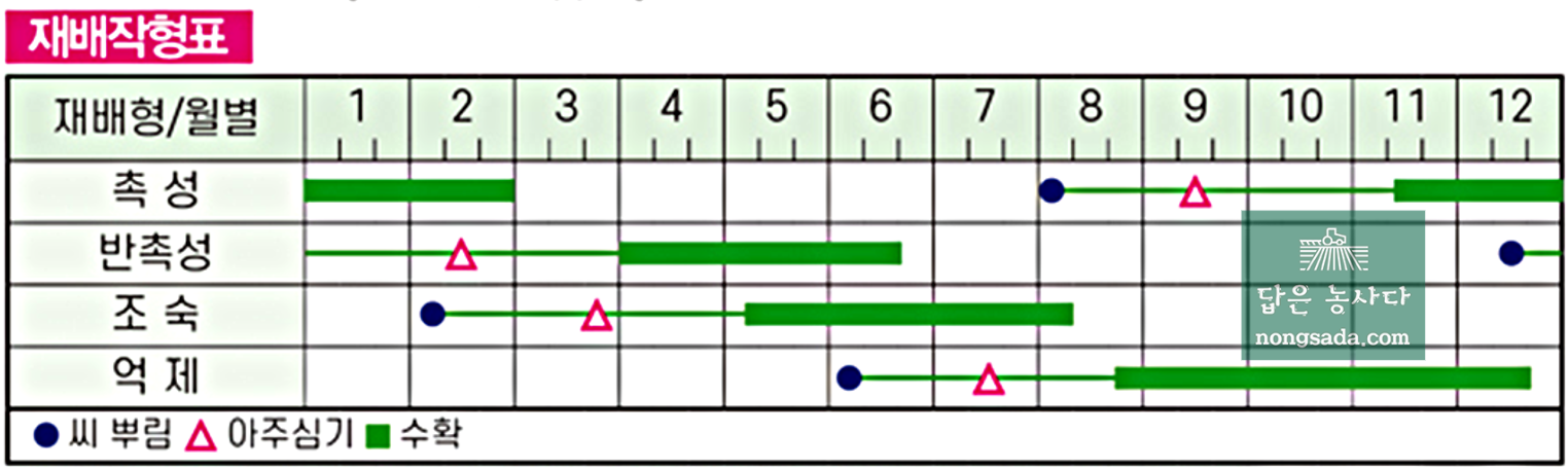 방울토마토 씨앗종자 베리킹 재배 시기 및 작형