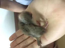 굳이 구지 궂이 바른 맞춤법은?