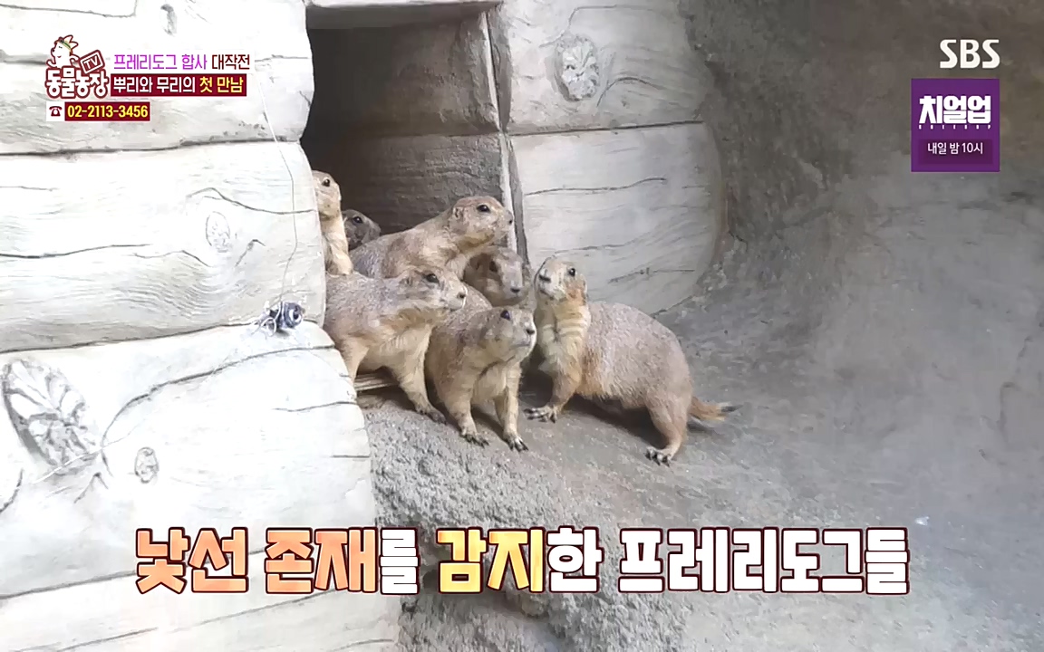TV 동물농장.E1090.221010p-NEXT.mp4_20221009_182018.453.jpg