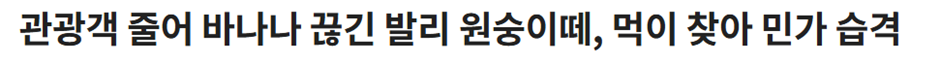 원숭이의 숲 말고 민가에서도 자주 보인다는 요즘 발리 여행 근황 | 인스티즈