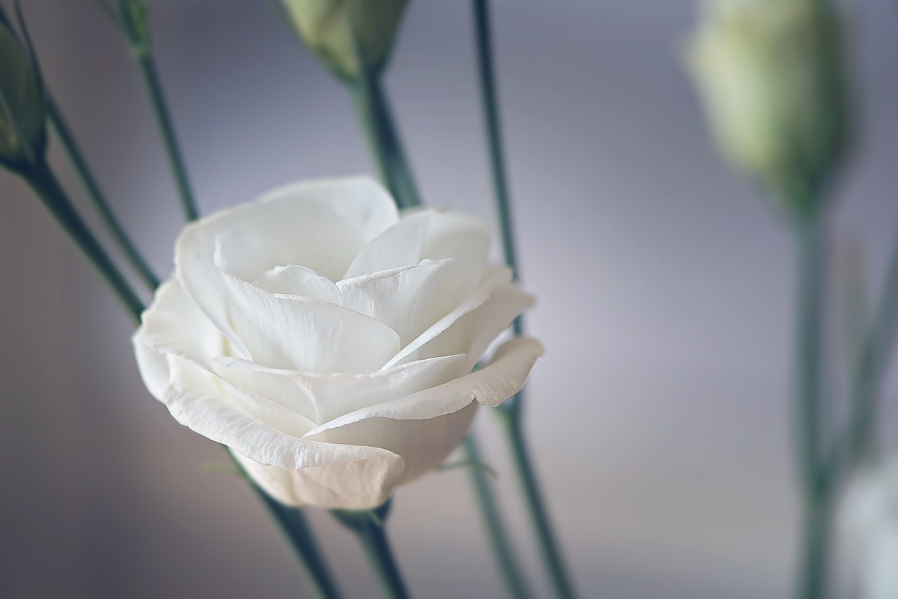  조화롭게, Lisianthus(리시안셔스)