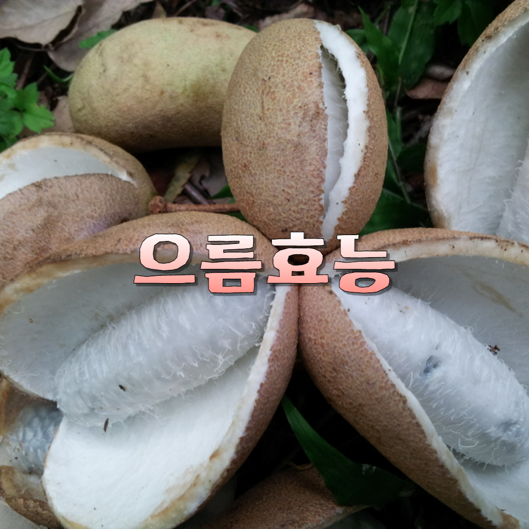 으름 효능 영양성분 고르는 법 부작용