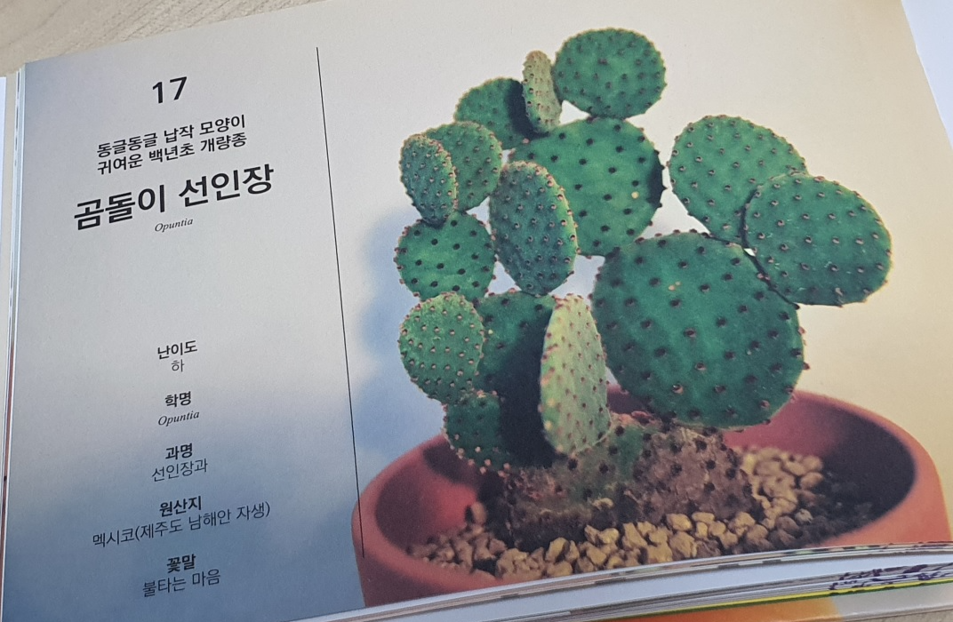 『퇴근 후&#44; 식물』에 소개된 반려식물 &#39;곰돌이 선인장&#39;