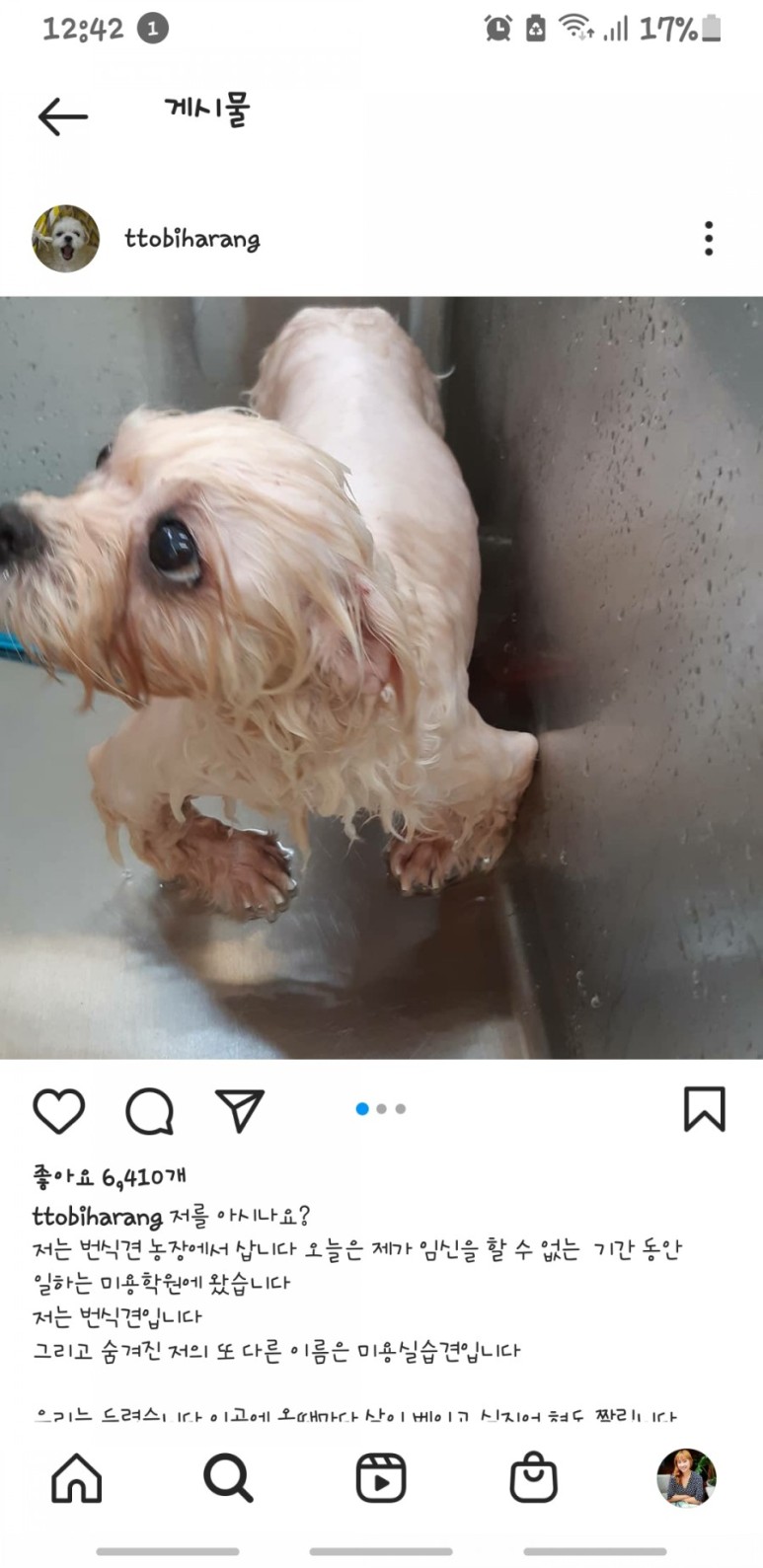 애견미용학원 학대 3