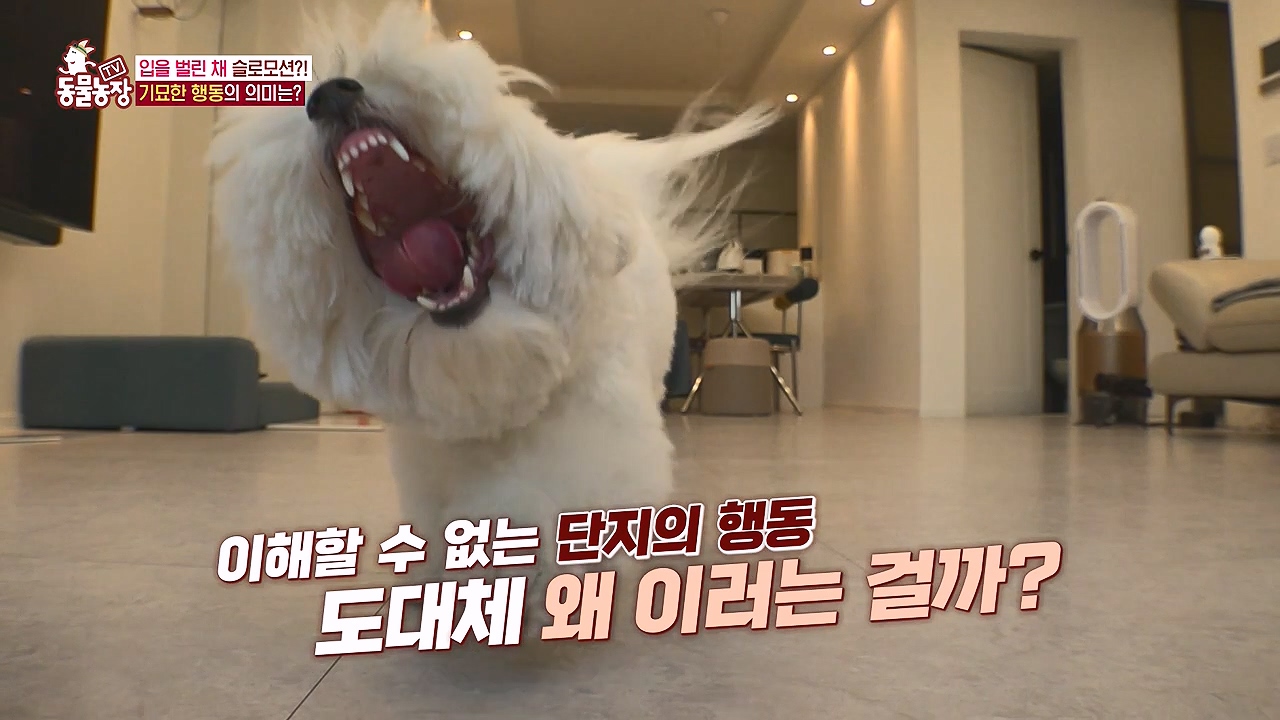 TV 동물농장.E1187.240902p-NEXT.mp4_20240901_154017.060.jpg