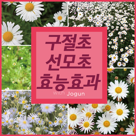  구절초 효능 선모초 꽃말까지 감동