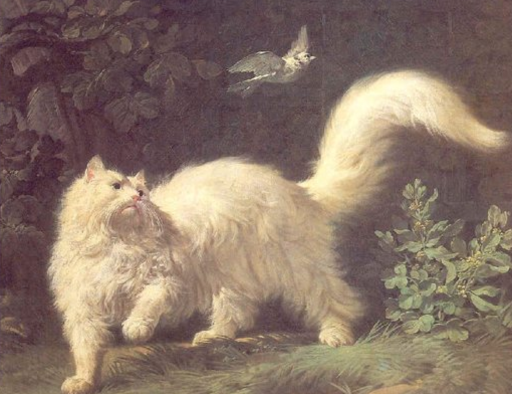 터키시앙고라 고양이 역사