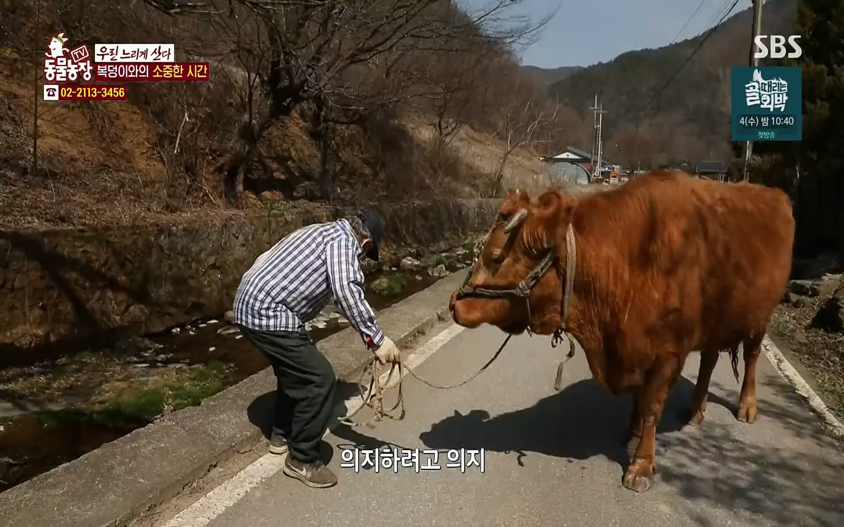 TV 동물농장.E1067.220501p.H264-F1RST.mp4_20220501_184304.705.jpg