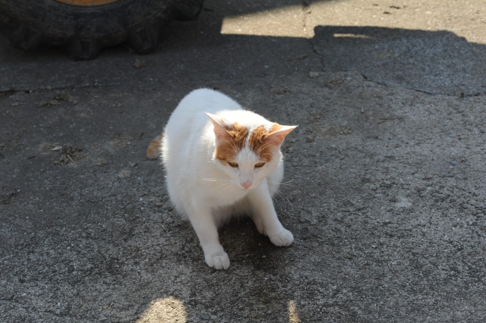 촬영일 2016년 11월 1일 시골집 고양이 장난치는 모습