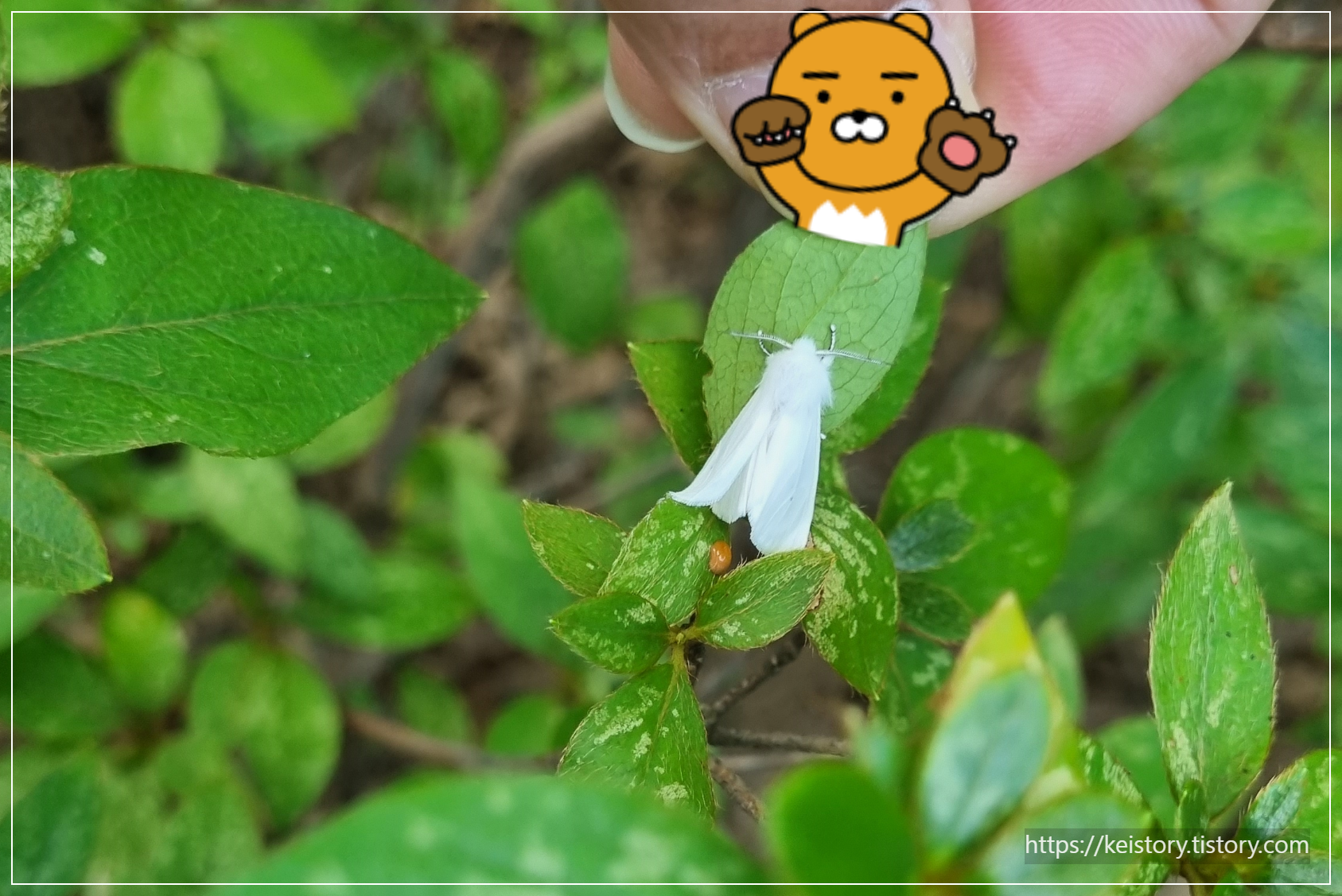  미국흰불나방