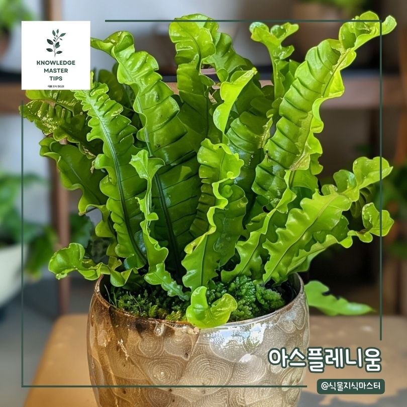 공기 정화 식물 - 고사리류