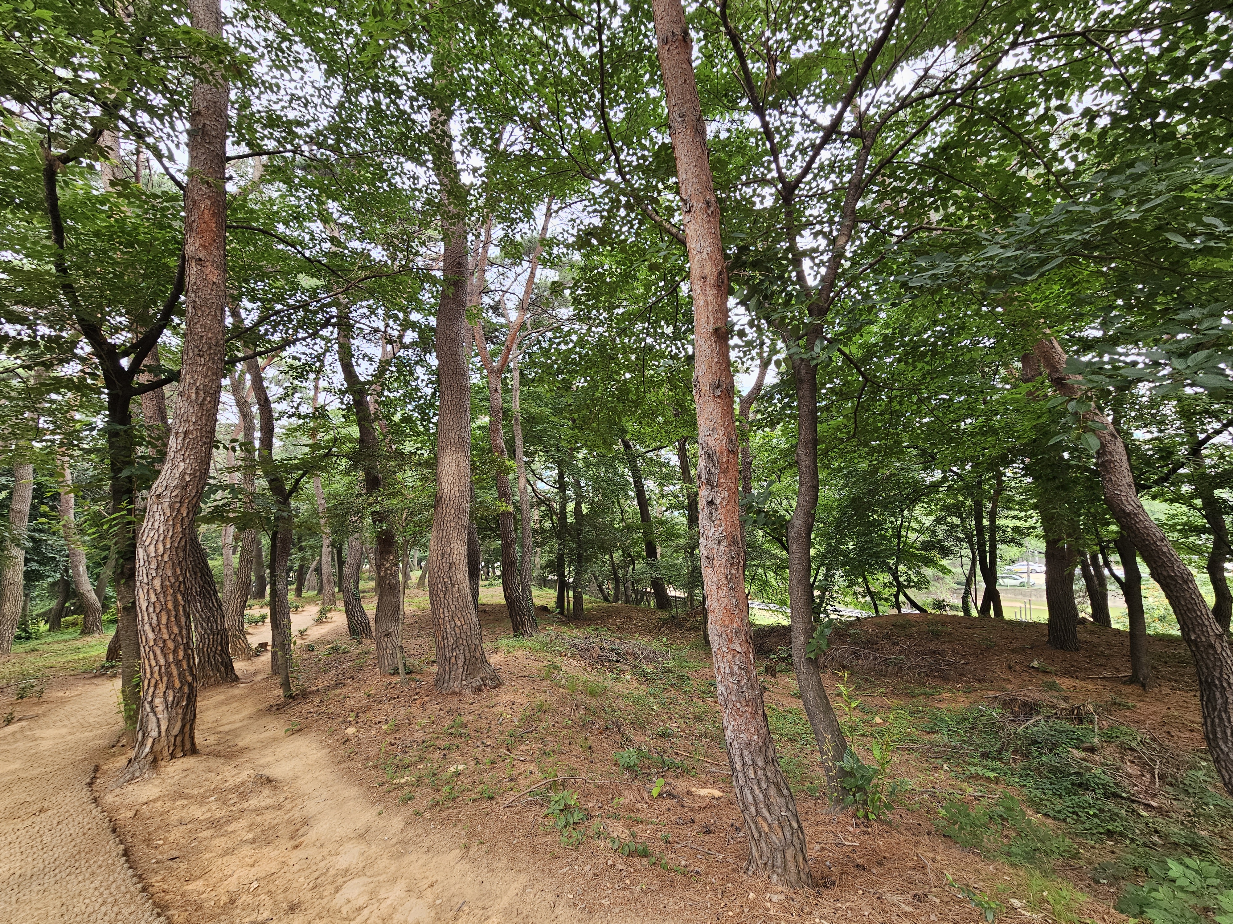 김수로왕비릉 소나무 숲