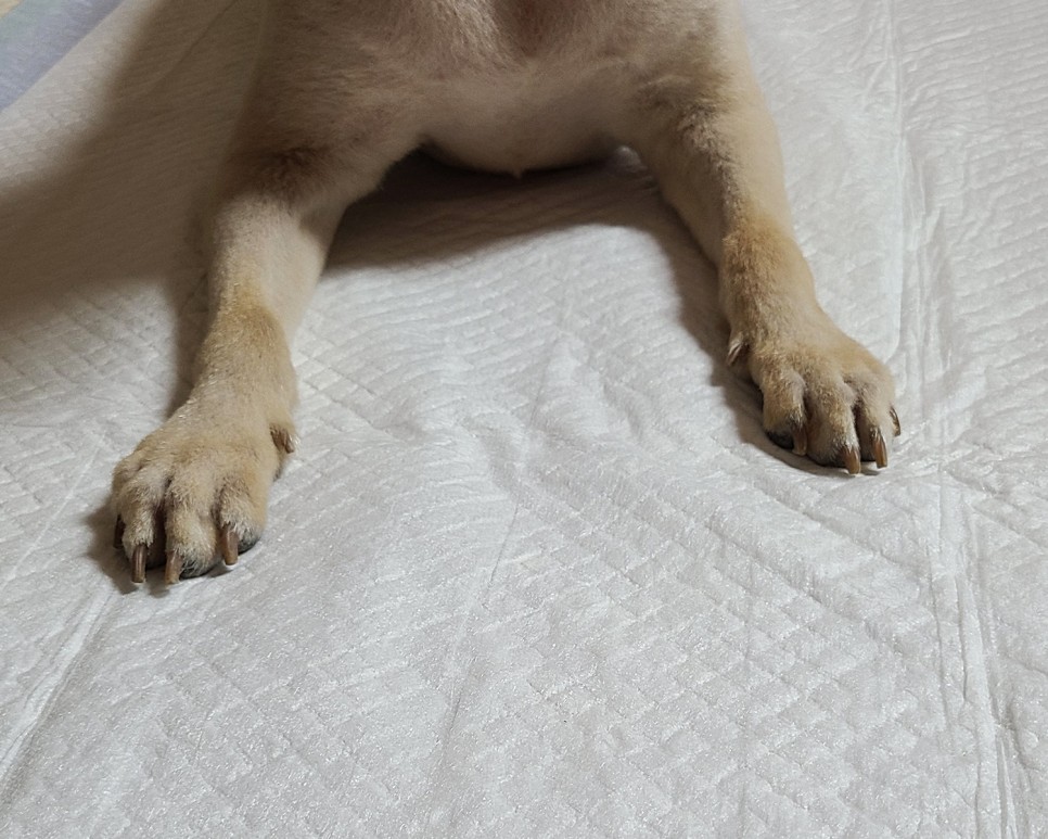 흡수력이 대박이야?이름에 맞는 달라 패드! 개 화장실 패드 13