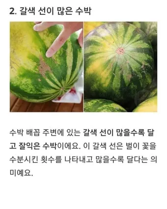 맛있는 수박 고르는법 5가지 feat 좋은 수박 암수 구별법_5