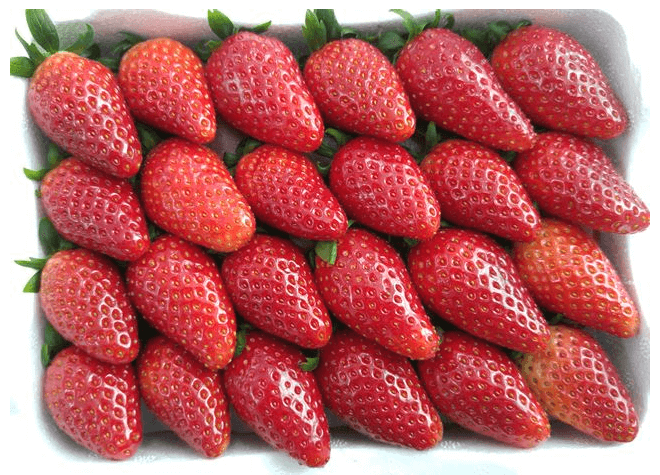 맛있는-딸기