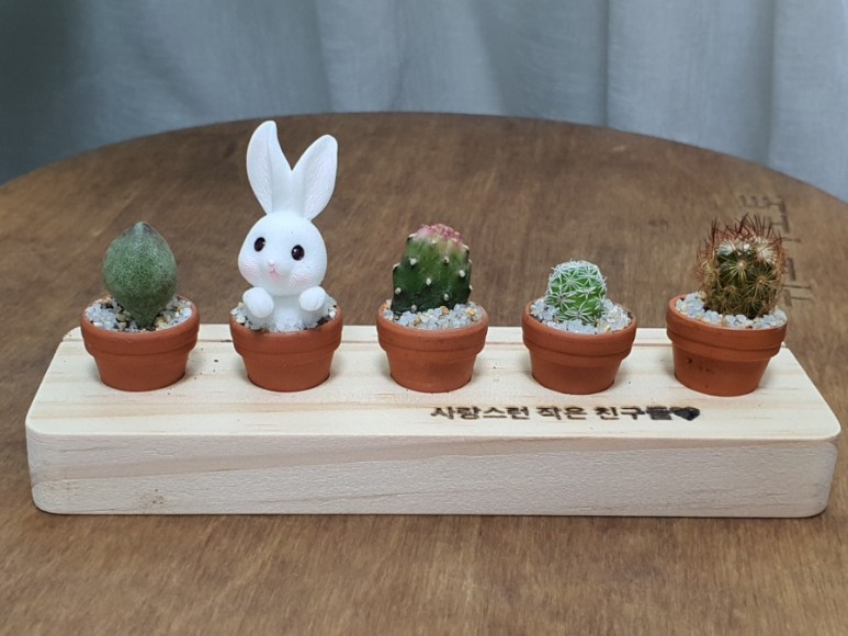 다육이 사이트 반려식물 초미니 15