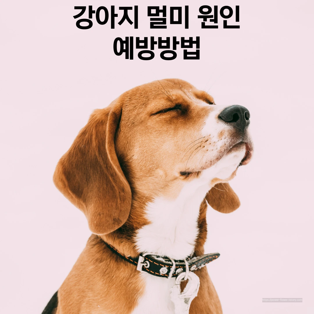 갈색-강아지