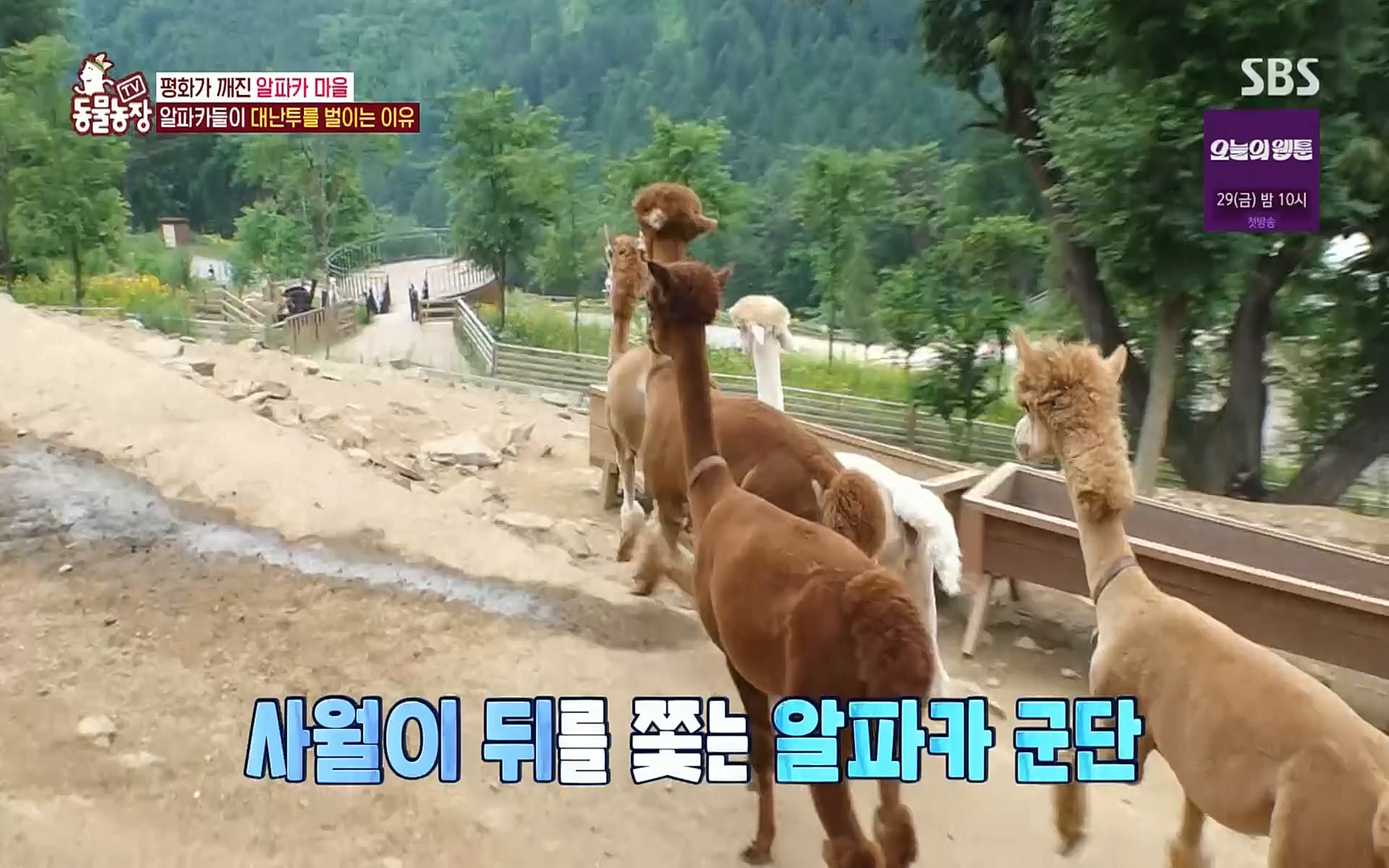 TV 동물농장.E1078.220717p.H264-F1RST.mp4_20220717_151146.275.jpg