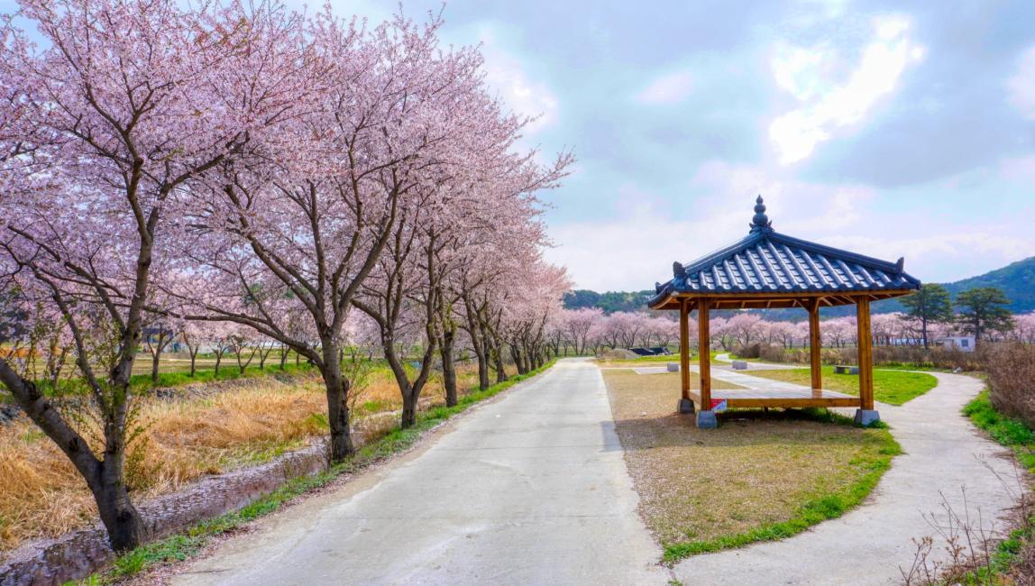 충청도 벚꽃 명소 추천