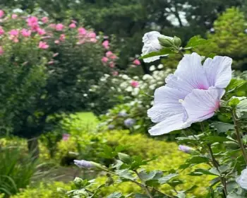 천리포수목원 무궁화 축제_1