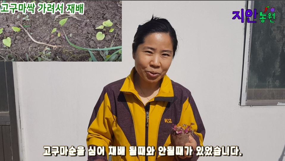 밤고구마는 고구마싹으로 재배가되지만 꿀고구마는 잘 안됩니다. 밤고구마는 고구마싹으로 재배가되지만 꿀고구마는 잘 안됩니다.