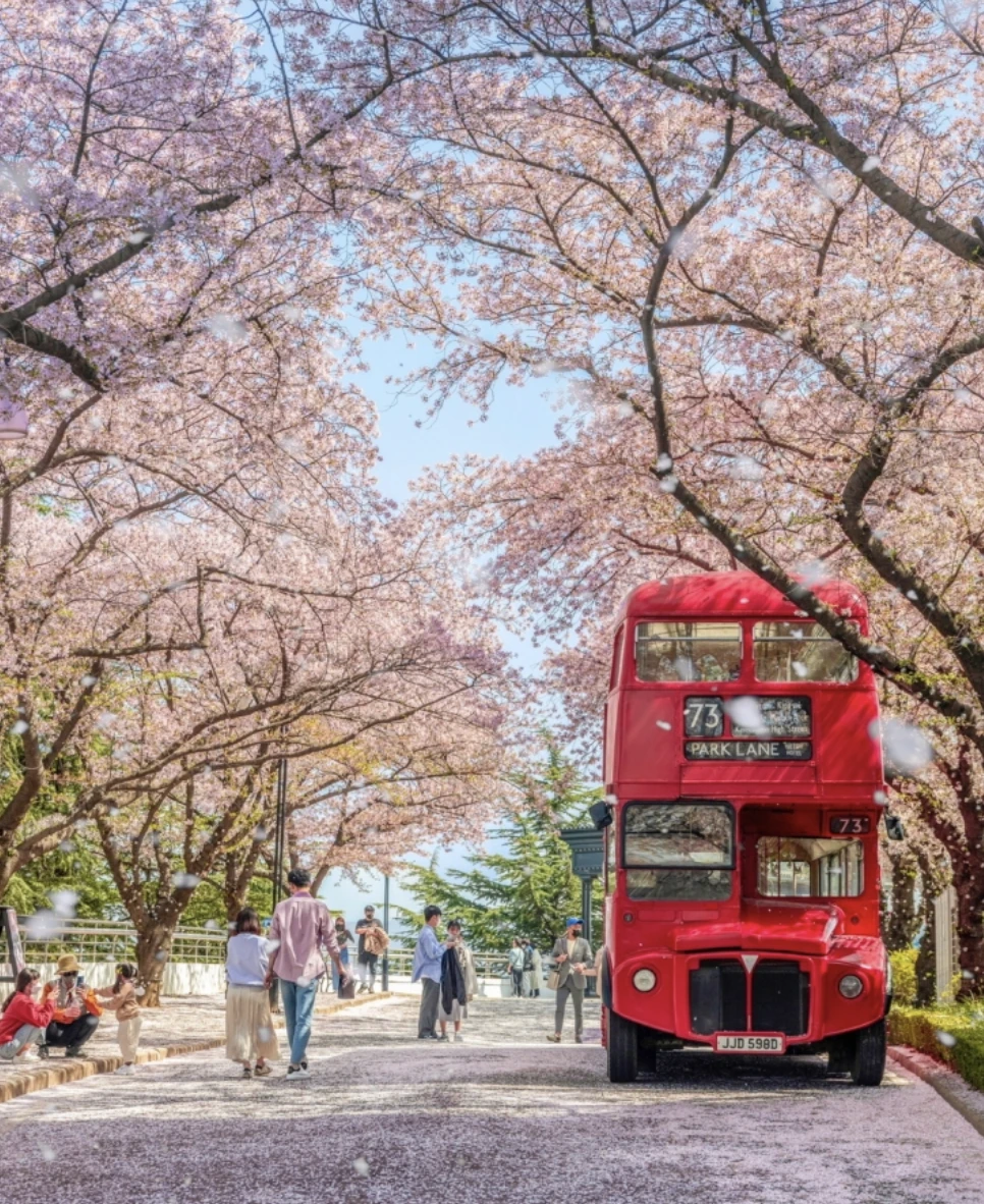 벚꽃-버스
