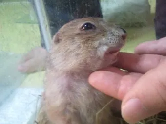 프레디독 가격 키우기 분양 수명 먹이 성격 종류_21