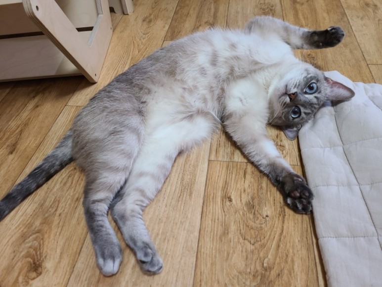 샴 고양이 털빠짐 샴고양이 종류와 21