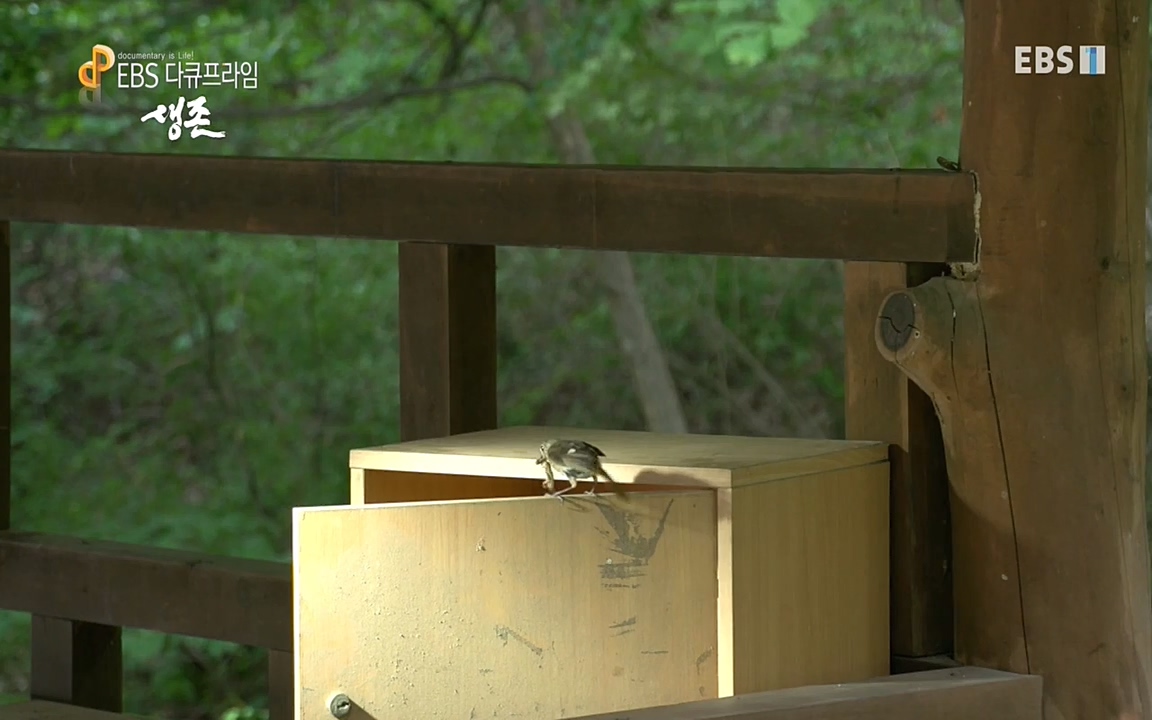 생존 3부_ EBS 다큐프라임_ 220629.avi_20220701_204957.367.jpg