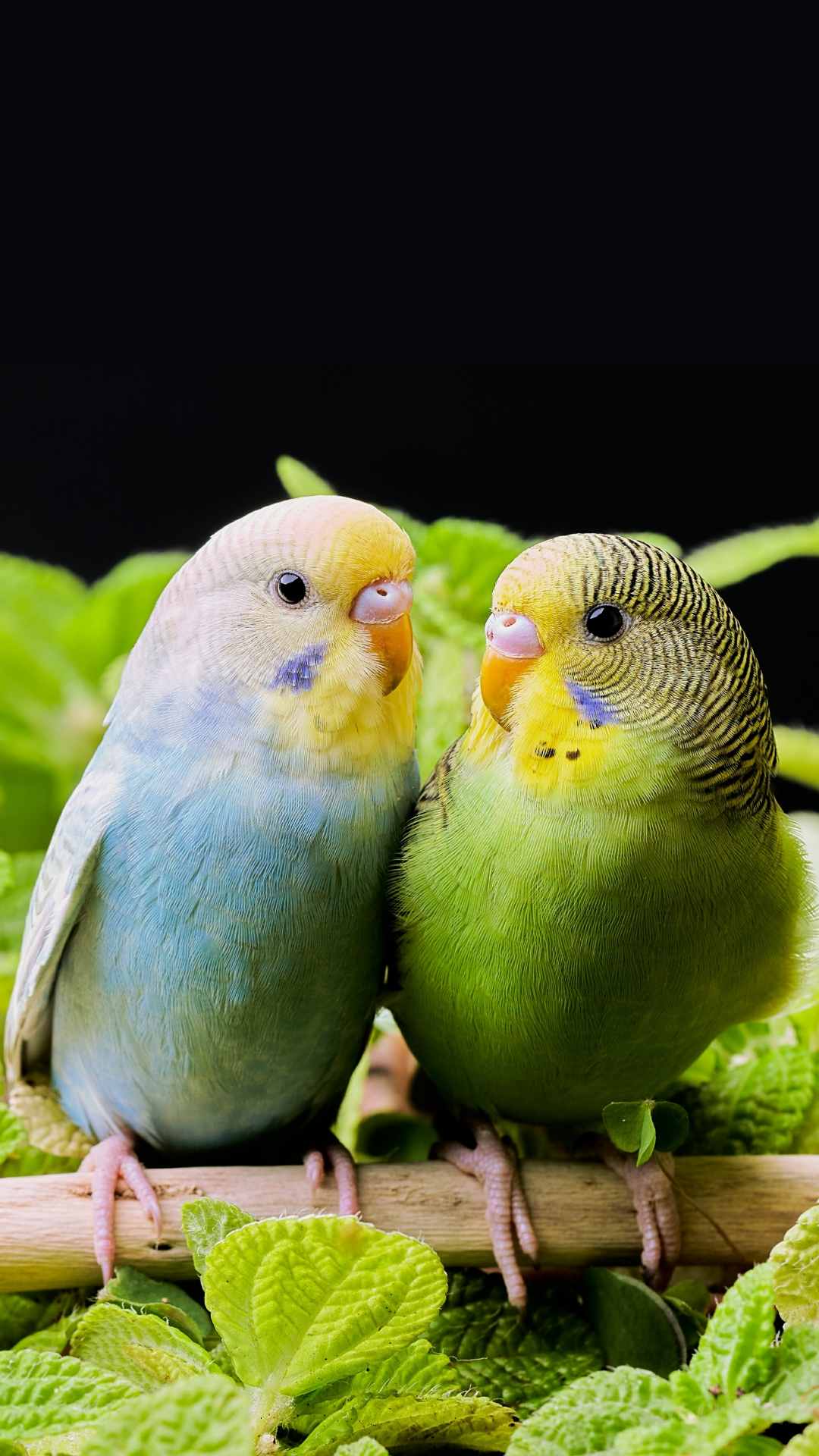 Parrot Animal Photo iPhone Wallpaper