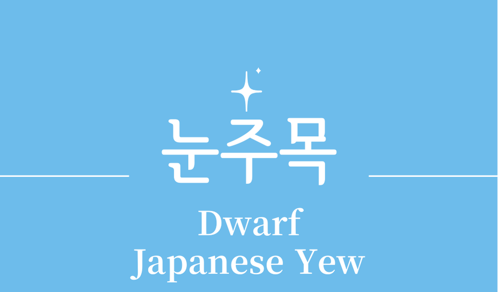 '눈주목(Dwarf Japanese Yew)'