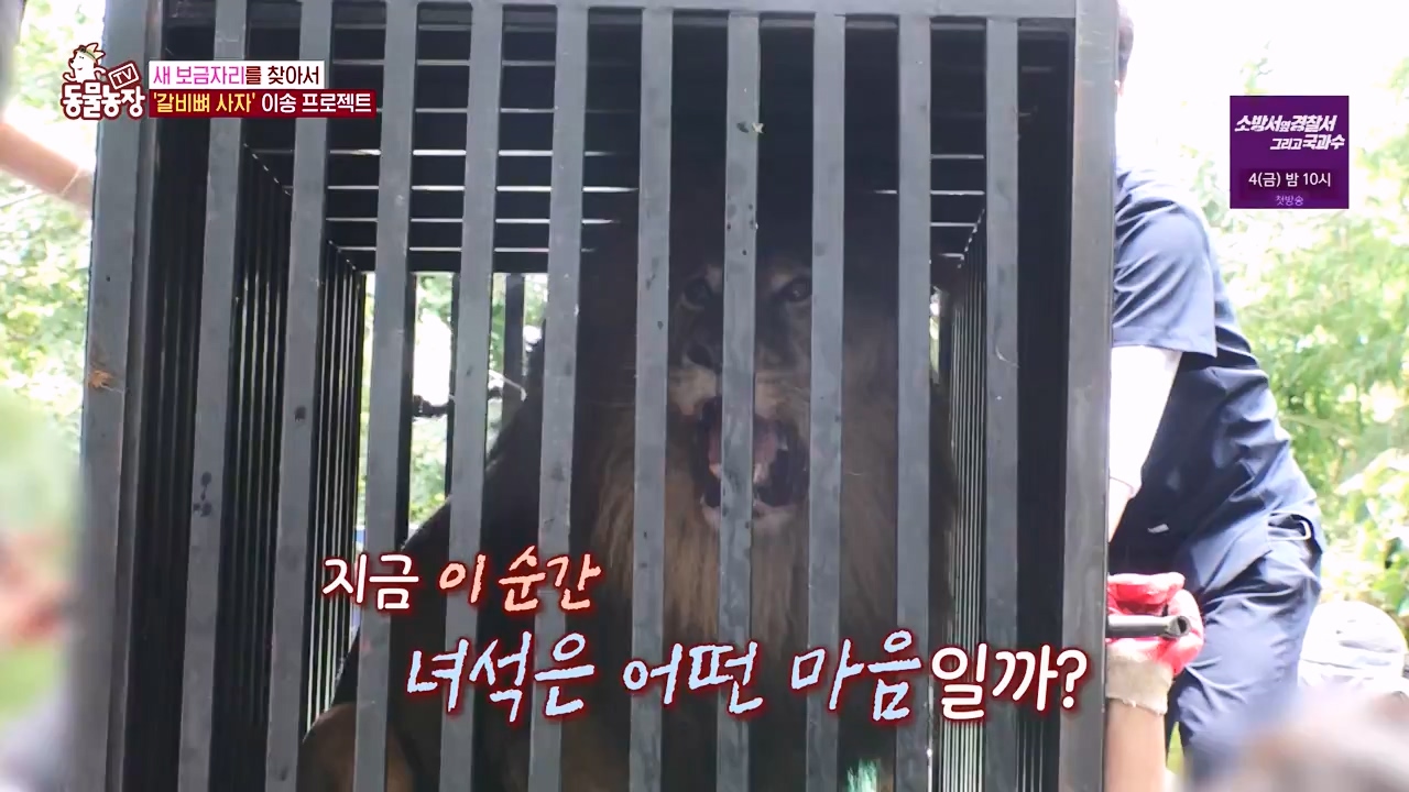 TV 동물농장.E1131.230731p-NEXT.mp4_20230730_191003.277.jpg